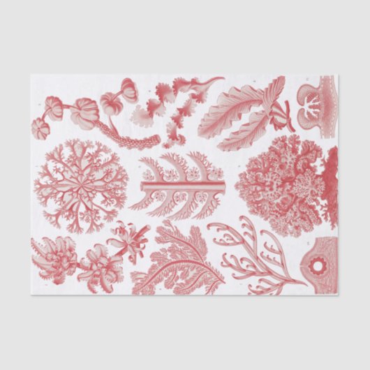 ヴィンテージエルンストハエッケル海藻ポスター 薄葉紙 (正面)