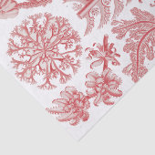 ヴィンテージエルンストハエッケル海藻ポスター 薄葉紙 (詳細)