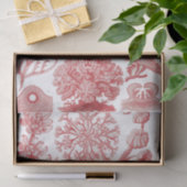 ヴィンテージエルンストハエッケル海藻ポスター 薄葉紙 (ギフト)