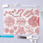 ヴィンテージエルンストハエッケル海藻ポスター 薄葉紙 (クラフト)