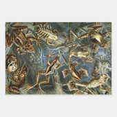 ヴィンテージエルンストヘッケルアニマルデザイン ラッピングペーパーシート (正面3)