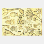 ヴィンテージエルンストヘッケルリカラーマリンライフ ラッピングペーパーシート (正面3)