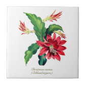 ヴィンテージエレガント植物性クリスマスサボテン花 タイル (正面)