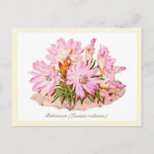 ヴィンテージエレガント植物性苦根花 ポストカード (正面)