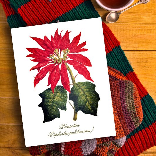 ヴィンテージエレガント植物指針花 ポストカード