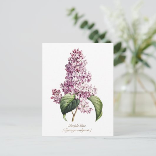 ヴィンテージエレガント植物紫薄紫花 ポストカード (スタンド正面)