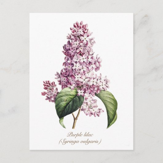 ヴィンテージエレガント植物紫薄紫花 ポストカード (正面)