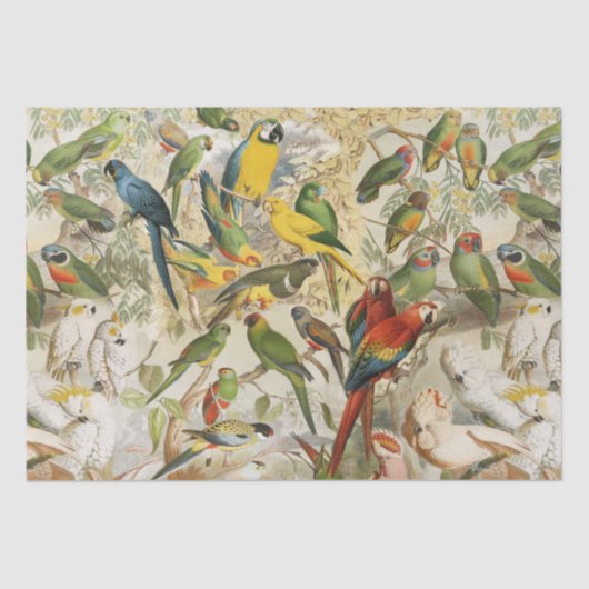 ヴィンテージエレガント熱帯鳥のオウム雨林 薄葉紙 (正面)