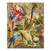 ヴィンテージエレガント熱帯鳥のオウム