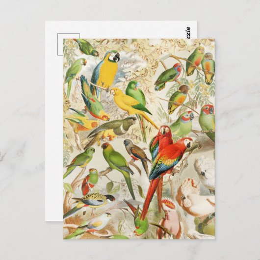 ヴィンテージエレガント熱帯鳥のオウム ポストカード (正面/裏面)