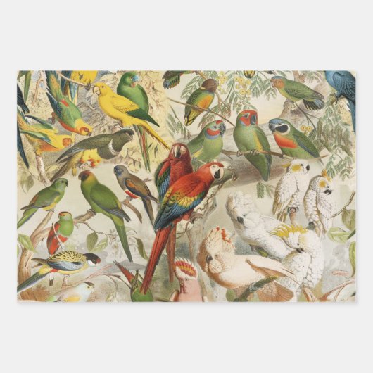 ヴィンテージエレガント熱帯鳥のオウム ラッピングペーパーシート (正面)