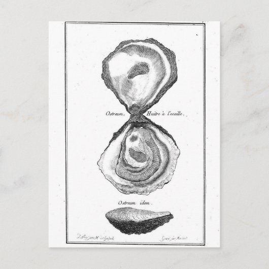 ヴィンテージオイスターアニマルプリント ポストカード (正面)