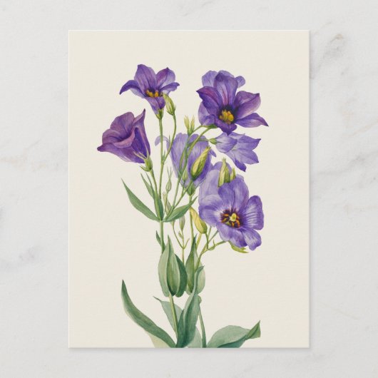 ヴィンテージオウム ポストカード (正面)