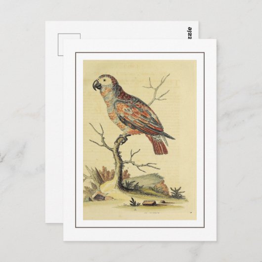 ヴィンテージオウム ポストカード (正面/裏面)