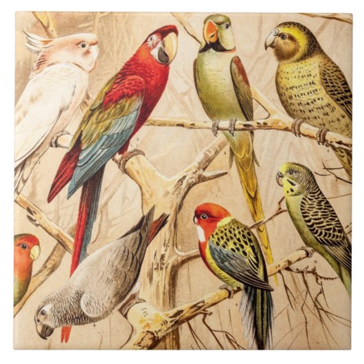 ヴィンテージオウムCockatoo Conure Parakeet Coccatiel タイル (正面)