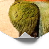 ヴィンテージオウムCockatoo Conure Parakeet Coccatiel ポスター (角)