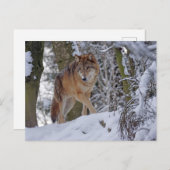 ヴィンテージオオカミ ポストカード (正面/裏面)