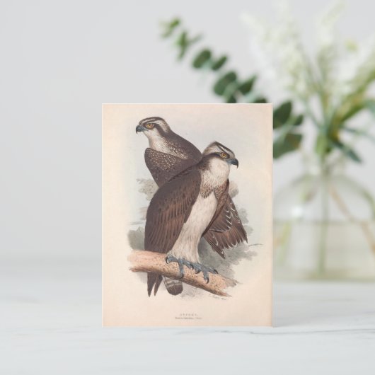 ヴィンテージオスプレイ自然史イラストレーション ポストカード (スタンド正面)