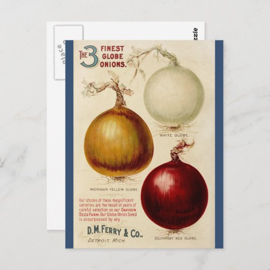 ヴィンテージオニオングラフイラストレーションカード ポストカード (正面/裏面)