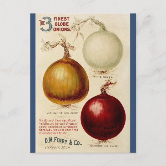 ヴィンテージオニオングラフイラストレーションカード ポストカード (正面)