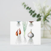 ヴィンテージオニオンニンニクボタニカルプリント ポストカード (スタンド正面)