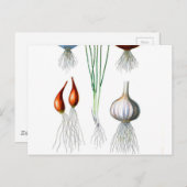 ヴィンテージオニオンニンニクボタニカルプリント ポストカード (正面/裏面)