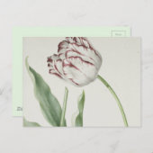 ヴィンテージオランダアート:白と赤のチューリップポストカード ポストカード (正面/裏面)