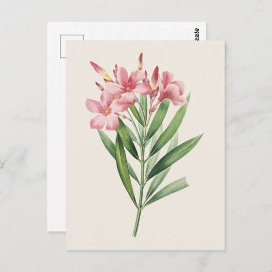 ヴィンテージオレアンダー植物学イラストレーション ポストカード (正面/裏面)