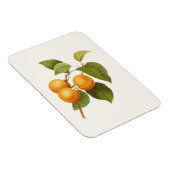 ヴィンテージオレンジアプリコッツウォーターカラースケッチ マグネット (右側)