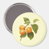ヴィンテージオレンジアプリコッツウォーターカラースケッチ マグネット (正面/裏面)