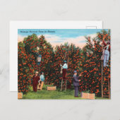 ヴィンテージオレンジハーベストタイムinフロリダ旅行 ポストカード (正面/裏面)