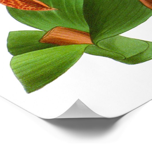 ヴィンテージオレンジパープルオーキッドフラワー – ポスター (角)