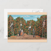 ヴィンテージオレンジピッキングFloridaはがき ポストカード (正面/裏面)