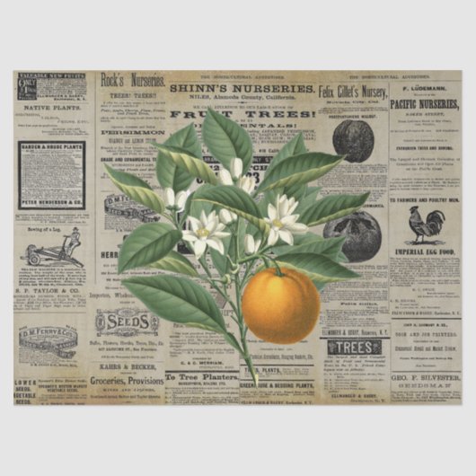 ヴィンテージオレンジフルーツ園芸アッドエフェメラ 薄葉紙 (正面)