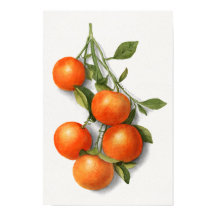 ヴィンテージオレンジ水彩イラストレーション