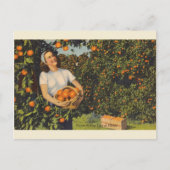 ヴィンテージオレンジ色のピッキング時間フロリダポストカード ポストカード (正面)