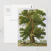 ヴィンテージオークツリー葉書 ポストカード (正面/裏面)