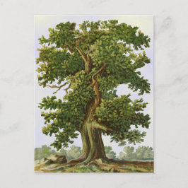 ヴィンテージオークツリー葉書 ポストカード