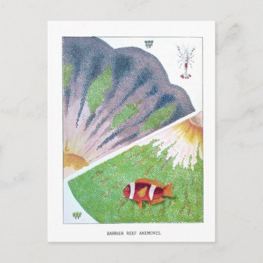 ヴィンテージオーストラリア素晴らしバリアリーフトラベル ポストカード (正面)