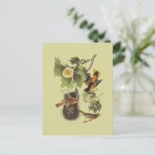 ヴィンテージオーデュボンバードズトルーピアルオリオールズはがき ポストカード (スタンド正面)