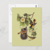 ヴィンテージオーデュボンバードズトルーピアルオリオールズはがき ポストカード (正面/裏面)