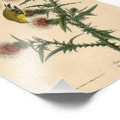 ヴィンテージオードボンアメリカンゴールドフィンチ フォトプリント            (角)