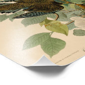 ヴィンテージオードボンイラストレーションカロライナタートルドーヴ フォトプリント            (角)