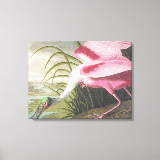 ヴィンテージオードボンイラストレーションスプーンビルバード キャンバスプリント (正面)