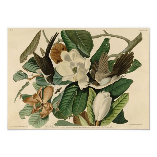 ヴィンテージオードボンイラストレーションブラックバードクーコオ フォトプリント            (正面)