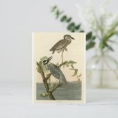 ヴィンテージオードボンズイエロークラウンのナイトヘロン絵を描 ポストカード (スタンド正面)