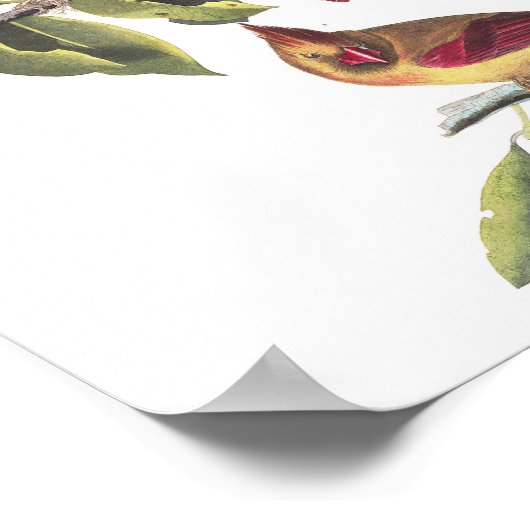 ヴィンテージオードボンノーザン(鳥)ショウジョウコウカンチョウ絵画ズ ポスター (角)