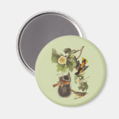 ヴィンテージオードボンバードトロピアルオリオール磁石 マグネット (正面/裏面)