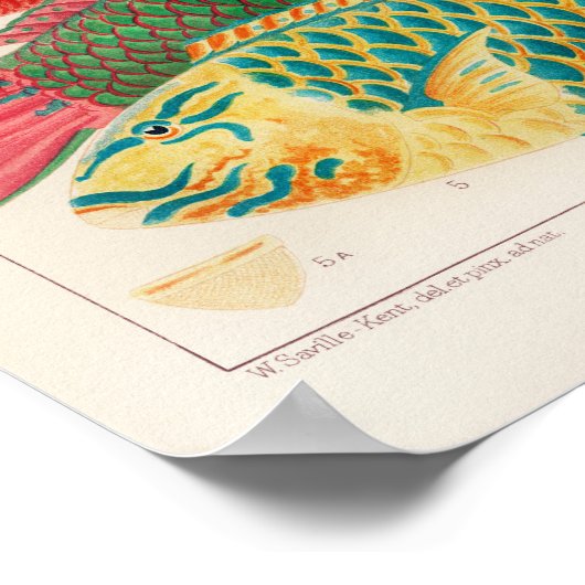 ヴィンテージオ素晴らしーストラリア礁フィッシュズポスター ポスター (角)