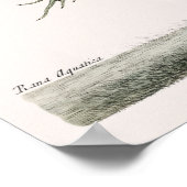 ヴィンテージカエルイラストレーション ポスター (角)